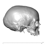 NGA88 SK1218 Homo sapiens cranium lateral right