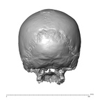 NGA88 SK1218 Homo sapiens cranium posterior