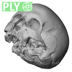 NGA88 SK1218 Homo sapiens cranium ply