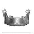 NGA88 SK1218 Homo sapiens mandible posterior