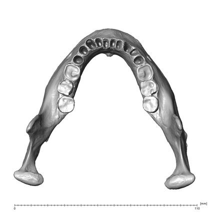 NGA88 SK1218 Homo sapiens mandible superior