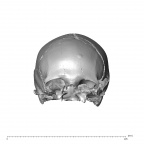 NGA88 SK1222 Homo sapiens cranium anterior