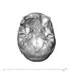 NGA88 SK1222 Homo sapiens cranium inferior
