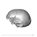 NGA88 SK1222 Homo sapiens cranium lateral left