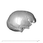 NGA88 SK1222 Homo sapiens cranium lateral right