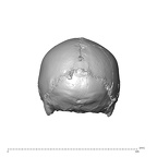 NGA88 SK1222 Homo sapiens cranium posterior