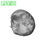 NGA88 SK1222 Homo sapiens cranium ply