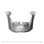 NGA88 SK1222 Homo sapiens mandible anterior
