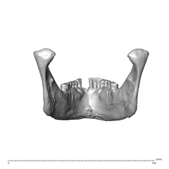 NGA88 SK1222 Homo sapiens mandible posterior