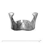 NGA88 SK1222 Homo sapiens mandible posterior