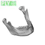 NGA88 SK1222 Homo sapiens mandible ply