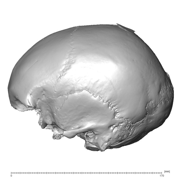 NGA88 SK170 Homo sapiens cranium lateral left