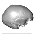 NGA88_SK170_Homo_sapiens_cranium_lateral_right.jpg