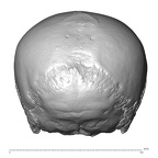 NGA88 SK170 Homo sapiens cranium posterior