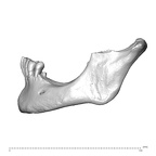 NGA88 SK170 Homo sapiens mandible lateral left