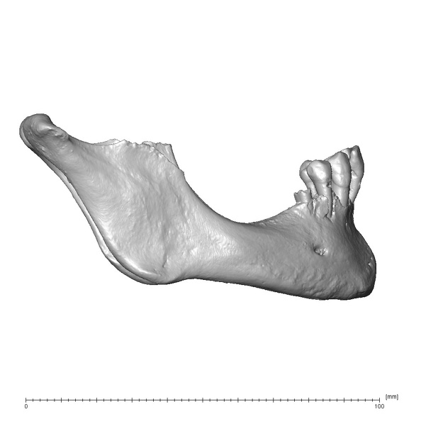 NGA88 SK170 Homo sapiens mandible lateral right