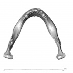 NGA88 SK170 Homo sapiens mandible superior