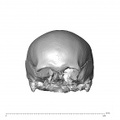NGA88 SK227 Homo sapiens cranium anterior