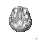 NGA88 SK227 Homo sapiens cranium inferior