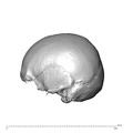 NGA88_SK227_Homo_sapiens_cranium_lateral_left.jpg
