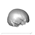 NGA88_SK227_Homo_sapiens_cranium_lateral_right.jpg