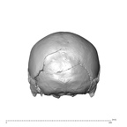 NGA88 SK227 Homo sapiens cranium posterior