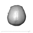 NGA88 SK227 Homo sapiens cranium superior