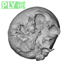 NGA88 SK227 Homo sapiens cranium ply
