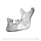 NGA88 SK227 Homo sapiens mandible lateral left