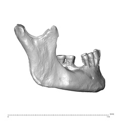 NGA88 SK227 Homo sapiens mandible lateral right