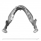 NGA88 SK227 Homo sapiens mandible superior