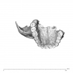 NGA88 SK227 Homo sapiens maxilla inferior