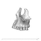 NGA88 SK227 Homo sapiens maxilla lateral left