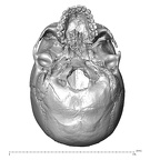 NGA88 SK229 Homo sapiens cranium inferior