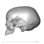 NGA88 SK229 Homo sapiens cranium lateral