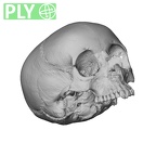 NGA88 SK229 Homo sapiens cranium ply