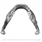 NGA88 SK229 Homo sapiens mandible superior