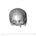 NGA88 SK287 Homo sapiens cranium anterior