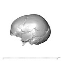 NGA88_SK287_Homo_sapiens_cranium_lateral_left.jpg