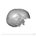 NGA88 SK287 Homo sapiens cranium lateral right