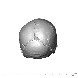 NGA88 SK287 Homo sapiens cranium posterior