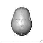 NGA88 SK287 Homo sapiens cranium superior