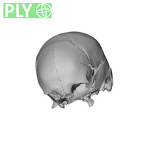 NGA88 SK287 Homo sapiens cranium ply