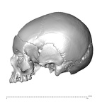 NGA88 SK319 Homo sapiens cranium lateral left