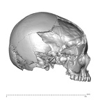 NGA88 SK319 Homo sapiens cranium lateral right