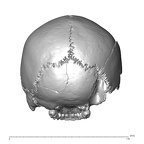 NGA88 SK319 Homo sapiens cranium posterior