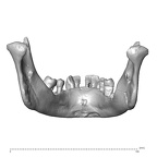 NGA88 SK319 Homo sapiens mandible posterior