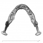 NGA88 SK319 Homo sapiens mandible superior