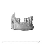NGA88 SK319 Homo sapiens mandible dentition lateral left