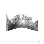 NGA88 SK319 Homo sapiens mandible dentition posterior